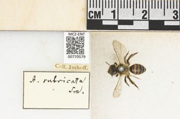 Media type: image;   Entomology 770579 Aspect: Labels